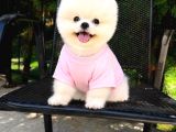 Orjinal Pomeranian Boo