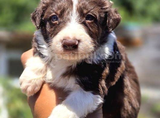 Border Collie Yavruları