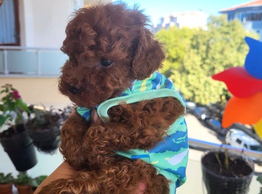 Korekan Poodle Erkek görsel