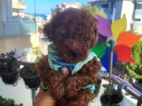 Korekan Poodle Erkek