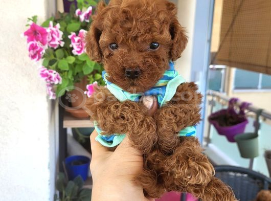 Korekan Poodle Erkek görsel