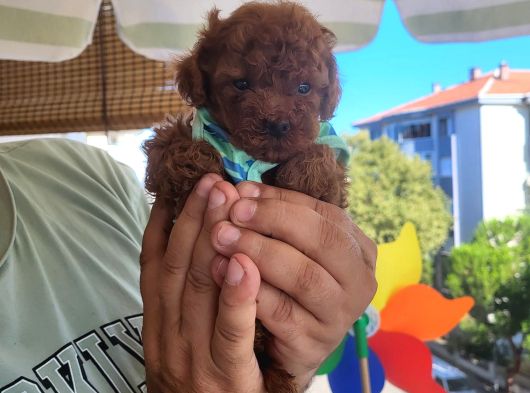 Korekan Poodle Erkek görsel