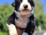 Border Collie Yavruları