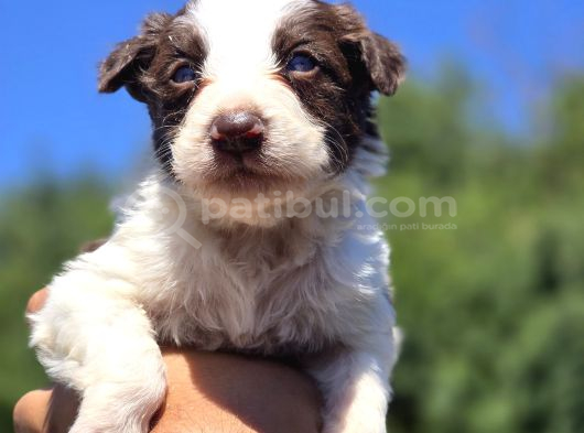 Border Collie Yavruları görsel