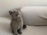 Anne Altından Harika Güzellikte British Shorthair Yavrumuz