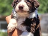 Border Collie Yavruları