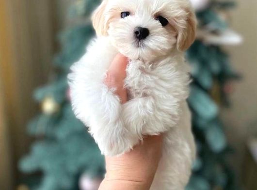 3 Aylık Erkek Maltipoo Mersin görsel