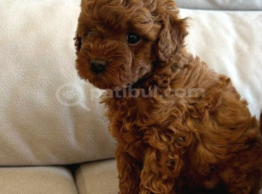Yavru Poodle 3 Çiçek Dişi görsel