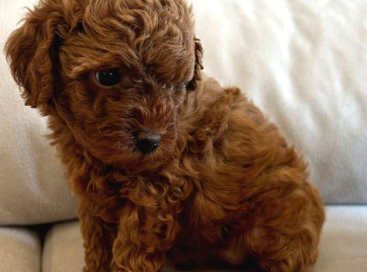 Yavru Poodle 3 Çiçek Dişi görsel