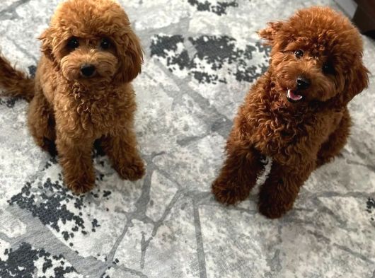 Yavru Poodle 2 Dişi görsel