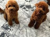 Yavru Poodle 2 Dişi