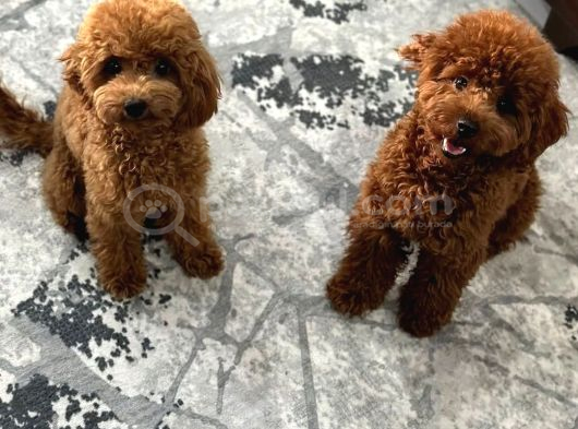 Yavru Poodle 3 Çiçek Dişi görsel