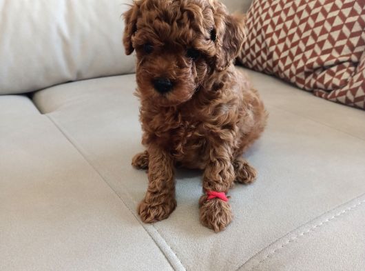 Yavru Poodle 3 Çiçek Dişi görsel