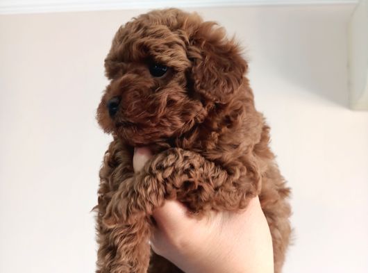 Yavru Poodle 2 Dişi görsel