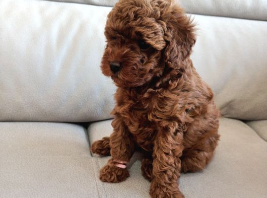 Yavru Poodle 2 Dişi görsel