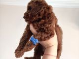 Yavru Poodle 1 Erkek