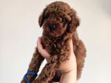 Yavru Poodle 1 Erkek
