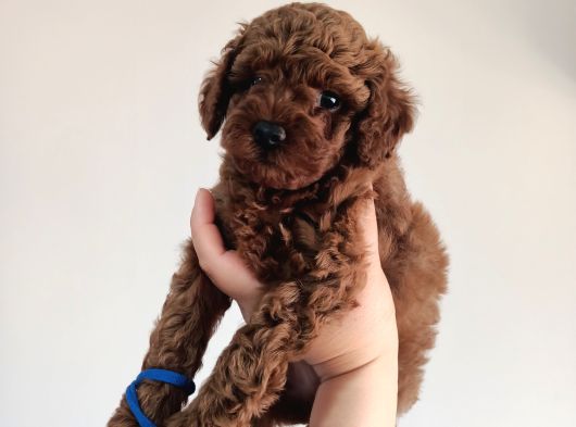 Yavru Poodle 1 Erkek görsel