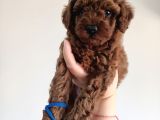 Yavru Poodle 4 Erkek