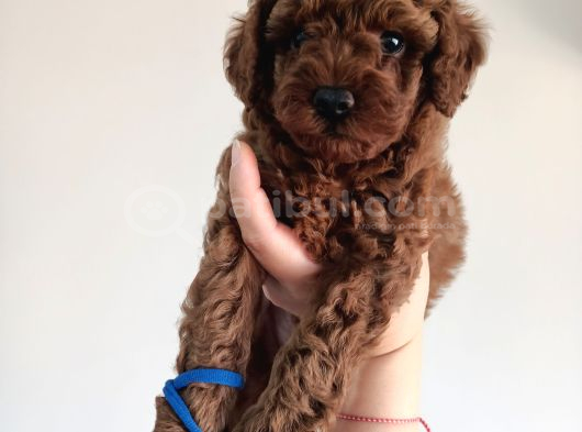 Yavru Poodle 4 Erkek görsel