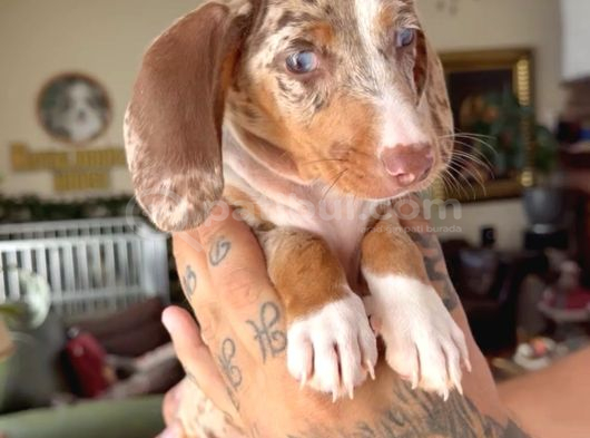 Sosis Dachshund görsel
