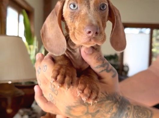 Sosis Dachshund görsel