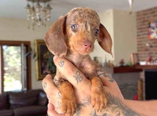 Sosis Dachshund görsel