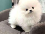 Orjinal Pomeranian Boo