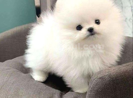 Orjinal Pomeranian Boo