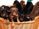 Veteri̇ner Kli̇ni̇ği̇nde Tesli̇m Doberman Bebekler