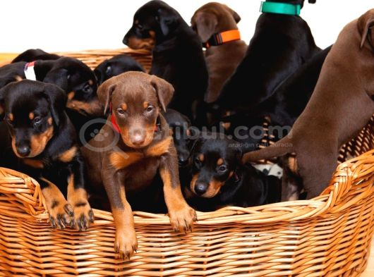 Veteri̇ner Kli̇ni̇ği̇nde Tesli̇m Doberman Bebekler