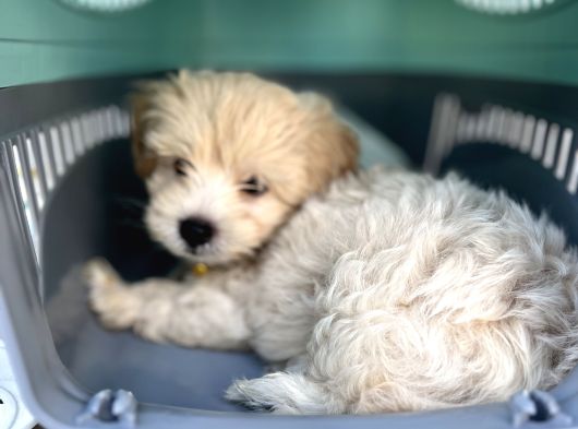 3 Aylık Erkek Maltipoo Mersin görsel
