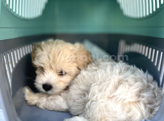 3 Aylık Erkek Maltipoo Mersin görsel