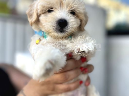 3 Aylık Erkek Maltipoo Mersin görsel