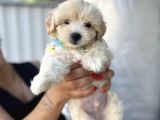 3 Aylık Erkek Maltipoo Mersin