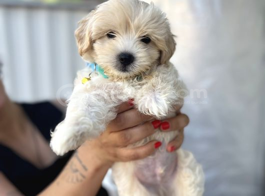 3 Aylık Erkek Maltipoo Mersin