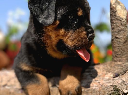 Secereli Soy Heybetli Rottweiler Yavrular görsel