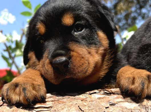 Secereli Soy Heybetli Rottweiler Yavrular