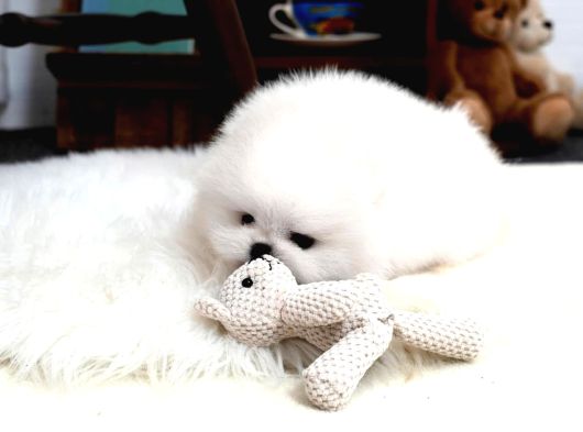 En Mini Boy Pomeranian Boo Yavrularımız görsel