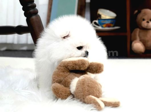 En Mini Boy Pomeranian Boo Yavrularımız görsel