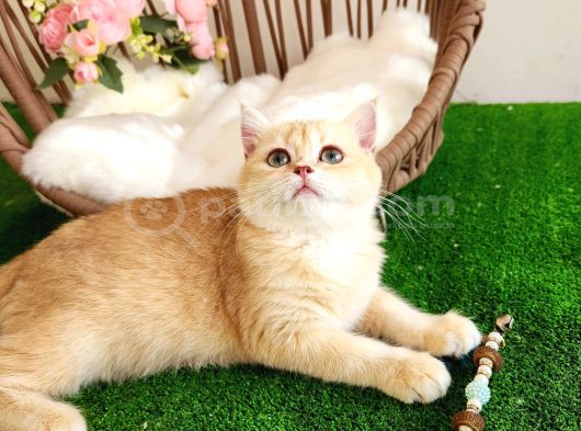 Safkan Show Kalite British Shorthair Kısa Tüylü Yavru Hazır görsel