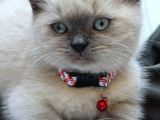 British Shorthair Blue Point Konya