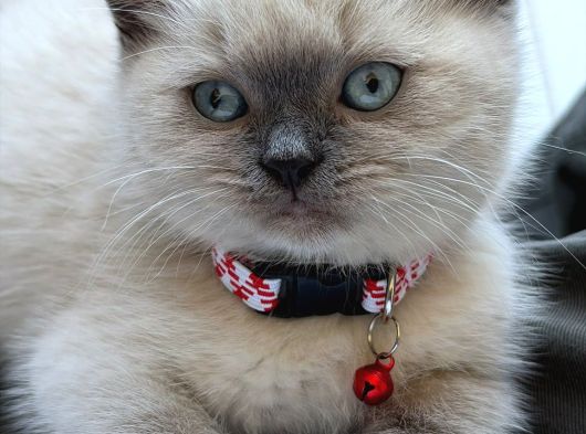 British Shorthair Blue Point Konya görsel