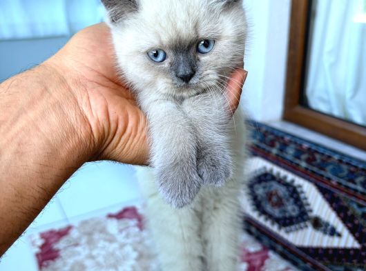 British Shorthair Blue Point Konya görsel