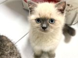 British Shorthair Blue Point Konya