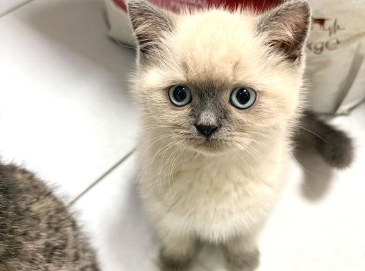 British Shorthair Blue Point Konya
