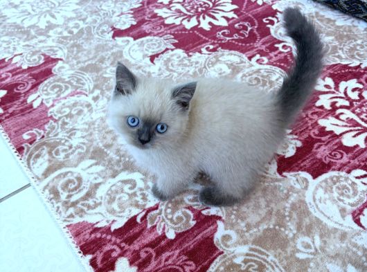 British Shorthair Blue Point Konya görsel