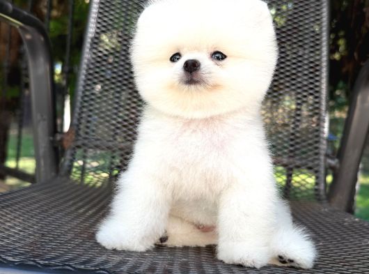 Orjinal Pomeranian Boo görsel