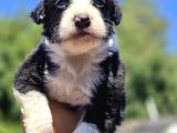 Border Collie Yavruları