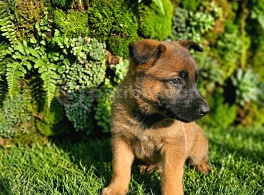 Almanyahollanda Kan Hattı Kif-A Secereli Erkek Malinoisler görsel